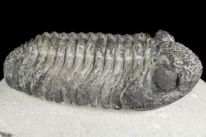 Drotops Trilobite With White Patina - Great Eyes! #153964